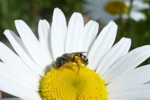 Bees Need Pollen From a Variety of Plants to Stay Healthy, Study Finds