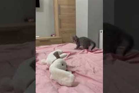 Kitten Defends It's Territory