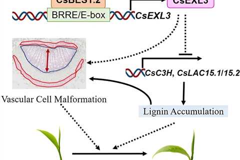 Gene discovery to boost mechanical harvesting