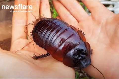 Aussies Save World's Heaviest Cockroach