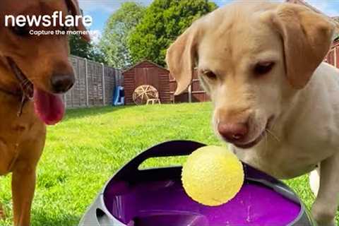 Labradors Have Crazy Fun With Ball Launcher || Newsflare