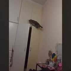 Clumsy Cat Falls From Closet Doors