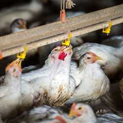 5 trabajadores avícolas en Colorado dieron positivo para la gripe aviar, duplicando los casos de..