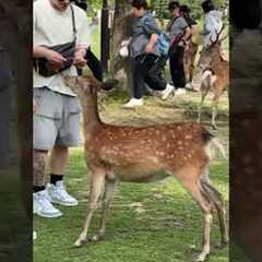 Feeding Wild Deer In Japanese Park