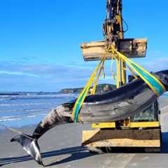 Extremely rare whale washes up on New Zealand beach – •