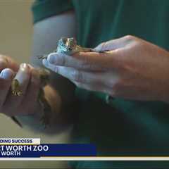 Rare crocodiles hatch at Fort Worth Zoo
