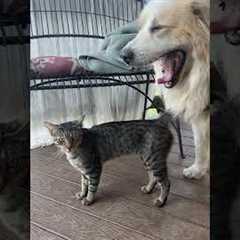 Cat And Dog Have A Cute Reunion