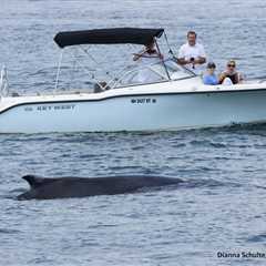 Information on Recent Local Whale Sightings