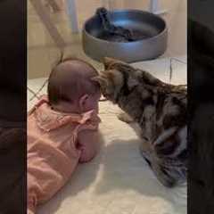 Kitten And Baby Share A Precious Moment