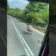 Wild Tapir Encounter On Malaysian Road
