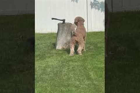 Dog Can't Seem To Find Squirrel