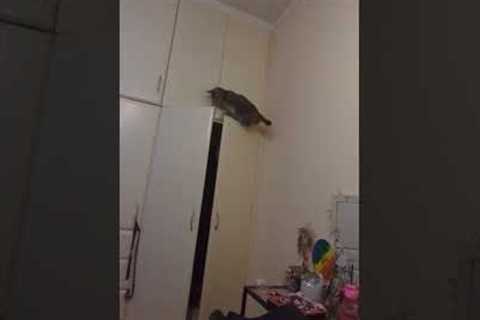 Clumsy Cat Falls From Closet Doors