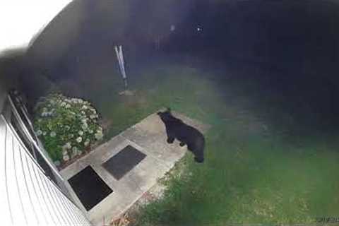 Caught on cam: Bear walks across Four Oaks backyard