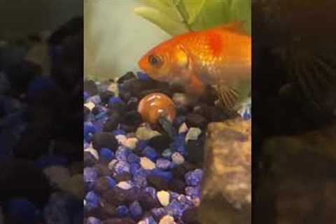 Goldfish Eats My Frog