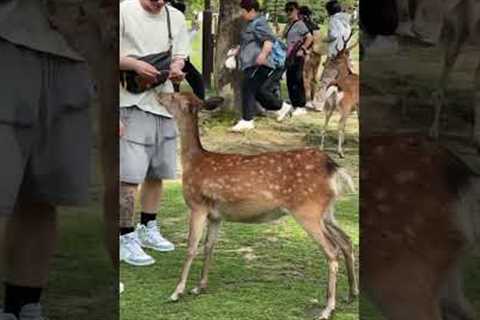 Feeding Wild Deer In Japanese Park