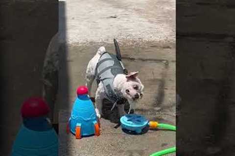 Pet Dogs Baffled By Sprinkler Rocket