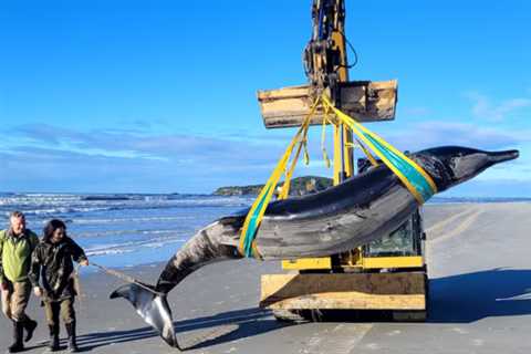 Extremely rare whale washes up on New Zealand beach – •