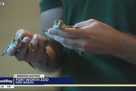 Rare crocodiles hatch at Fort Worth Zoo