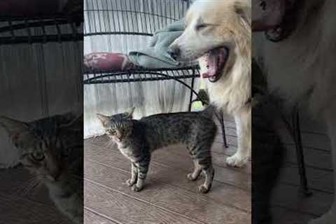 Cat And Dog Have A Cute Reunion