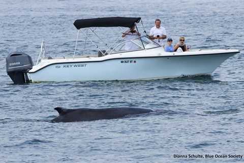 Information on Recent Local Whale Sightings