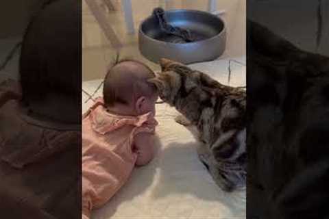 Kitten And Baby Share A Precious Moment