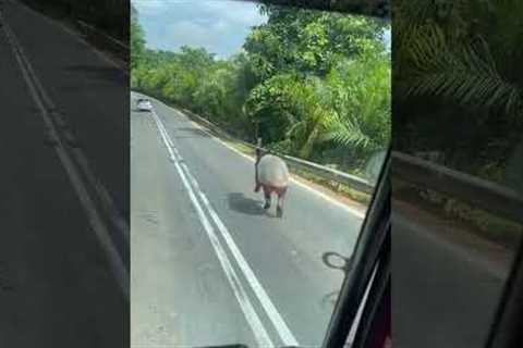 Wild Tapir Encounter On Malaysian Road