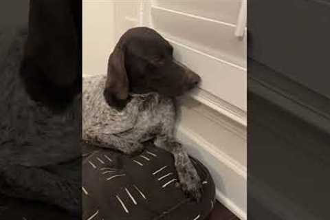 Upset Dog Won't Look At Owner