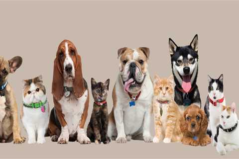 Involving Pets in Special Occasions: A Pet-Friendly Community in Aurora, Oregon