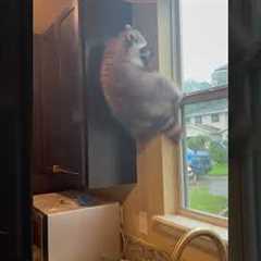 Watching My Raccoon Struggle To Get Down