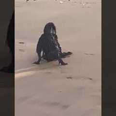 Strange Creature Filmed On Beach