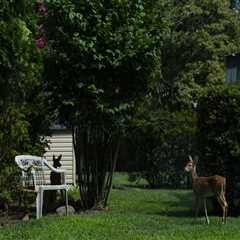 The Political Landscape of Rockville, Maryland: A Neighborhood Analysis