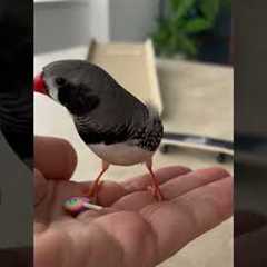 Cute Bird Skates For Treats In Tokyo