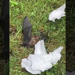 Mom & Son's Hilarious Bat Rescue Fail