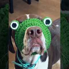 Cute Dog Has Perfect Frog Hat