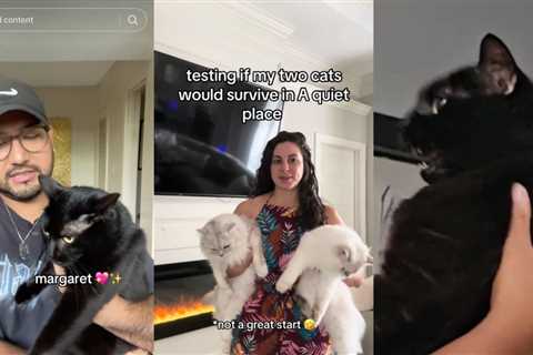 The ‘Quiet Place’ Challenge on TikTok is putting cats to the test