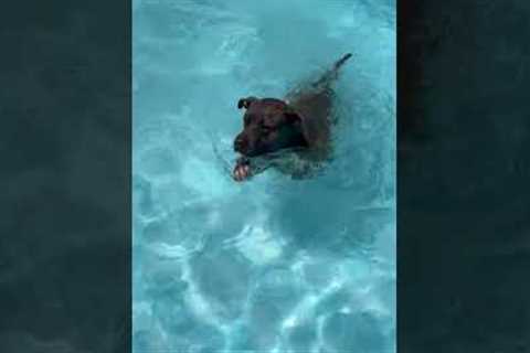 Dog Climbs Ladder To Swim In Pool