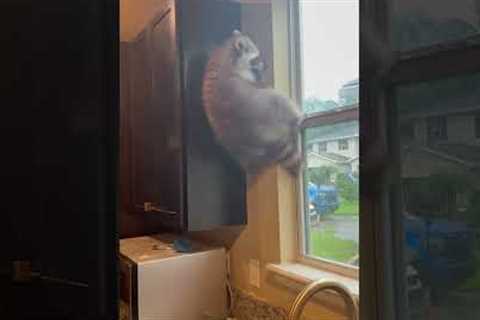 Watching My Raccoon Struggle To Get Down