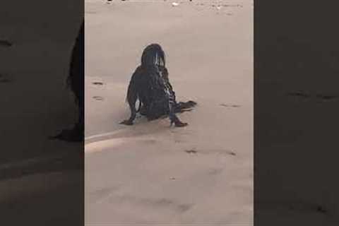 Strange Creature Filmed On Beach