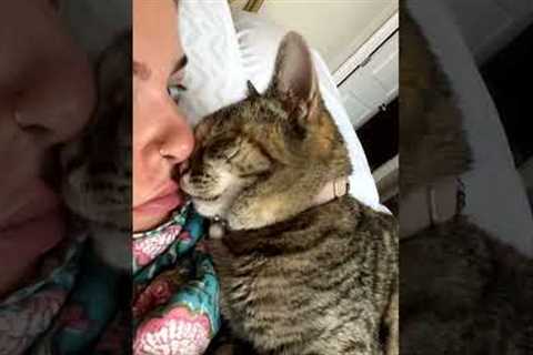 Affectionate Cat Lays On Her And Rubs Nose