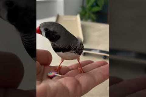 Cute Bird Skates For Treats In Tokyo