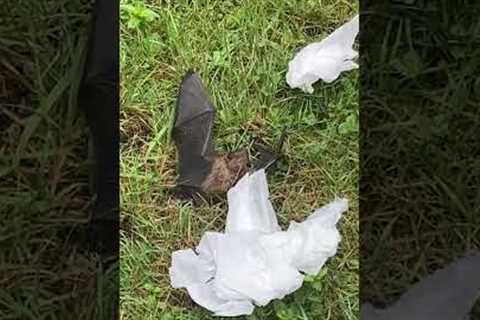 Mom & Son's Hilarious Bat Rescue Fail