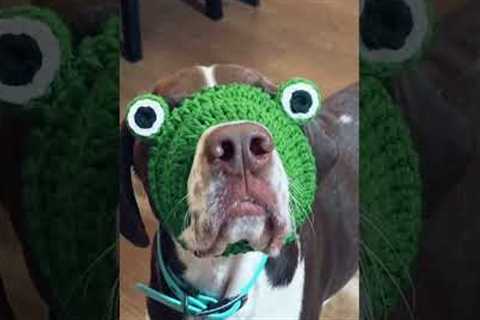 Cute Dog Has Perfect Frog Hat