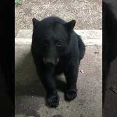 She Taught This Wild Bear To Sit On Command