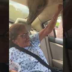 Giant Ostrich Scares Grandma In Mexico