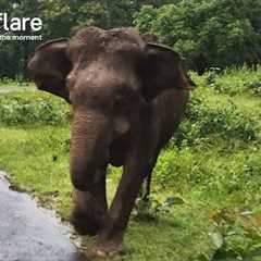 Dramatic Elephant Charges Toward Tourists || Newsflare