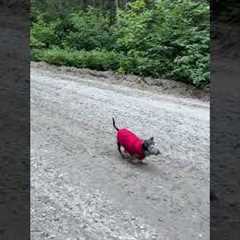 Senior Dachshund Goes For A Walk