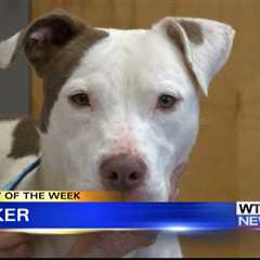 Pet of the Week: Parker