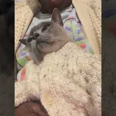 Purring Cat Snuggles In Matching Cardigan