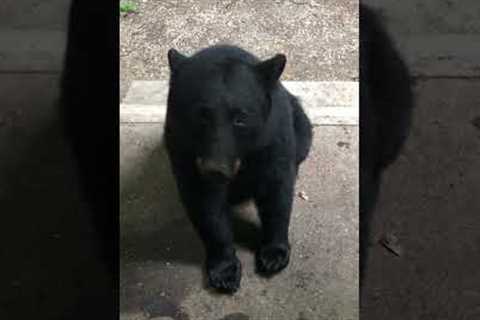 She Taught This Wild Bear To Sit On Command