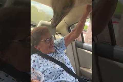 Giant Ostrich Scares Grandma In Mexico